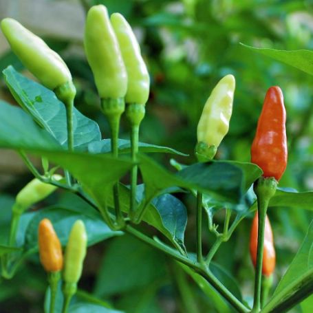 Picture of Tabasco Hot Pepper Plant