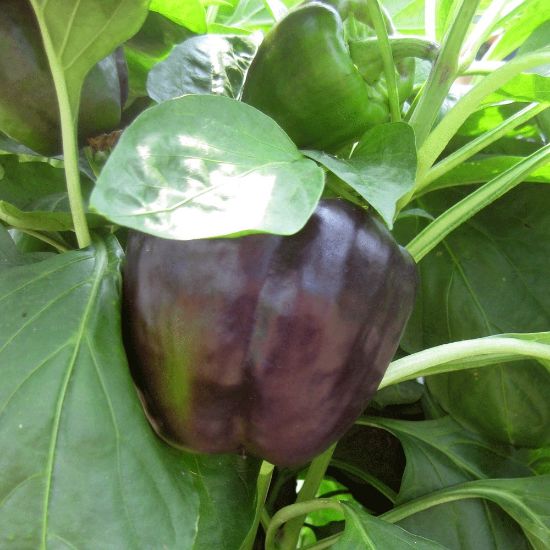 Picture of Merlot Sweet Pepper Plant