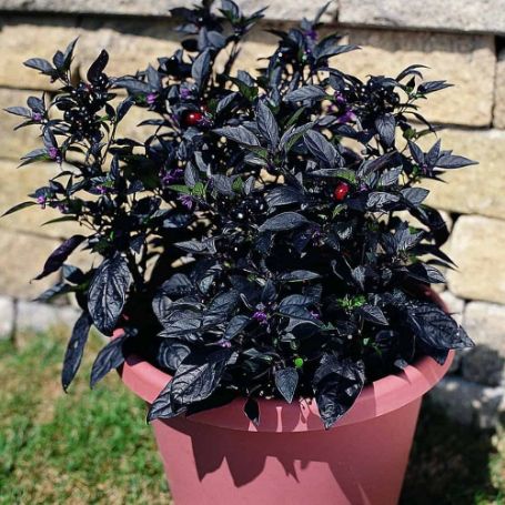 Picture of Black Pearl Ornamental Pepper Plant