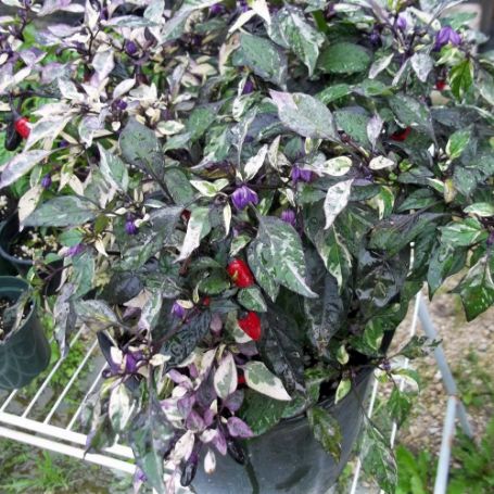 Picture of Calico Ornamental Pepper Plant