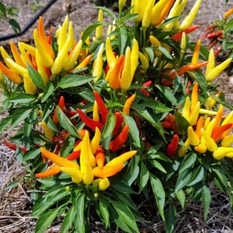 Picture of Chilly Chili Ornamental Pepper Plant