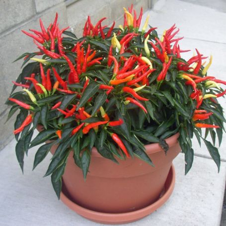 Picture of Medusa Ornamental Pepper Plant