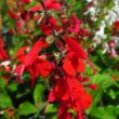 Picture of Summer Jewel Red Salvia Plant