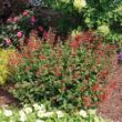 Picture of Summer Jewel Red Salvia Plant