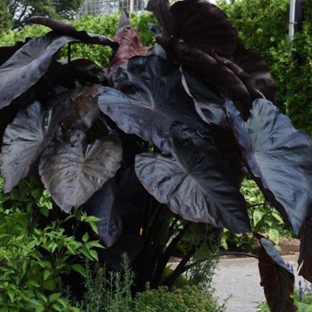 Picture of Royal Hawaiian® Black Coral Colocasia Plant