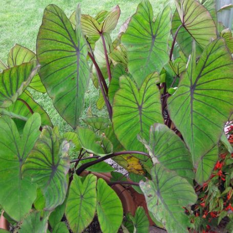 Picture of Royal Hawaiian® Blue Hawaii Colocasia Plant
