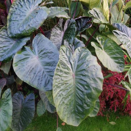 Picture of Royal Hawaiian® Hilo Bay Colocasia Plant