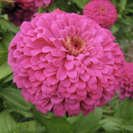 Picture of Uproar Rose Zinnia Plant