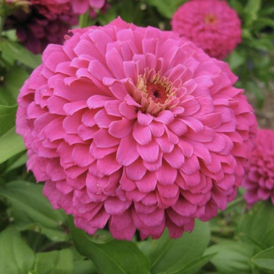 Picture of Uproar Rose Zinnia Plant