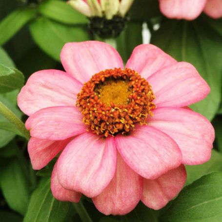 Picture of Zahara Coral Rose Zinnia Plant