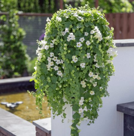 Picture of Lofos® Trailing White Lophospermum Plant