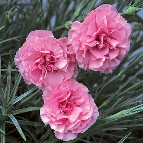 Picture of Devon Cottage Rosy Cheeks Dianthus Plant