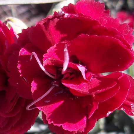 Picture of Devon Cottage Ruby's Tuesday Dianthus Plant