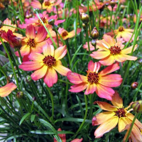 Picture of Limerock Dream Coreopsis Plant