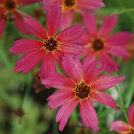 Picture of Limerock Ruby Coreopsis Plant
