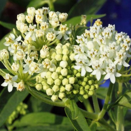 Picture of Milkmaid Asclepias Plant