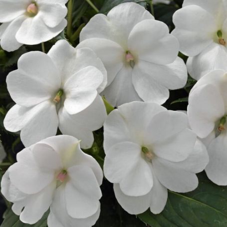 Picture of SunPatiens® Compact White Impatiens Plant