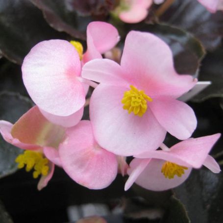 Picture of Cocktail™ Brandy Begonia Plant