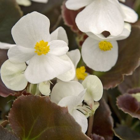Picture of Cocktail™ Whiskey Begonia Plant
