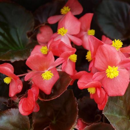 Picture of Cocktail™ Vodka Begonia Plant