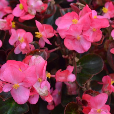Picture of Cocktail™ Tequila Begonia Plant