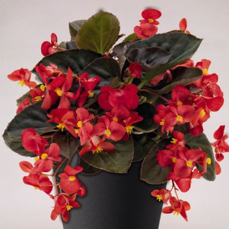 Picture of Big™ Red with Bronze Leaf Begonia Plant