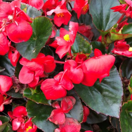 Picture of Big™ Red with Green Leaf Begonia Plant