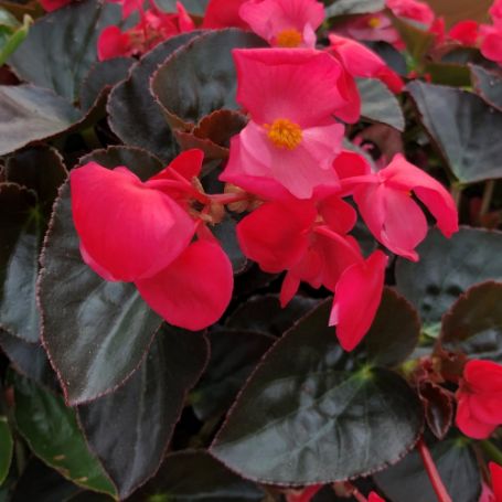 Picture of Big™ Rose with Bronze Leaf Begonia Plant