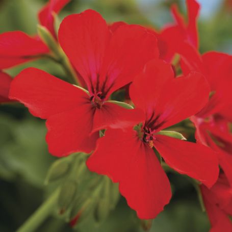 Picture of Caliente® Deep Red Geranium Plant