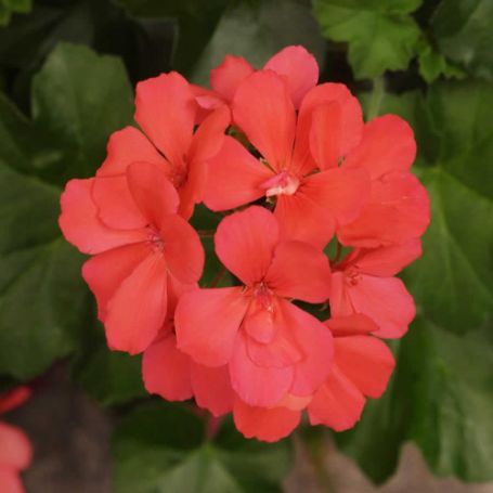 Picture of Caliente® Coral Geranium Plant