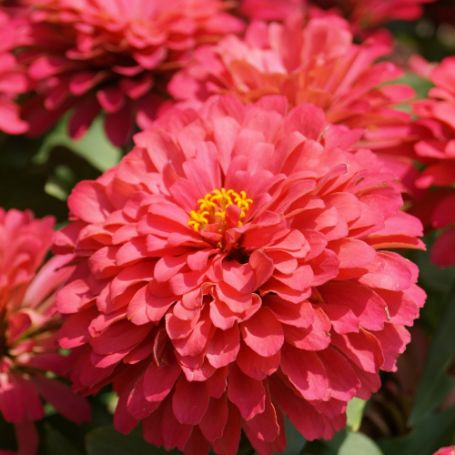 Picture of Magellan Coral Zinnia Plant