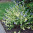 Picture of Lil' Miss Sunshine® Caryopteris Plant
