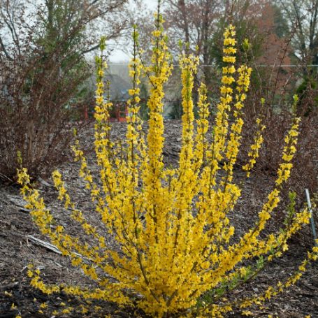 Picture of Show Off® Starlet Forsythia Shrub
