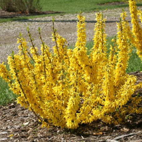 Picture of Show Off® Sugar Baby Forsythia Shrub