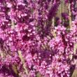 Picture of Don Egolf Cercis