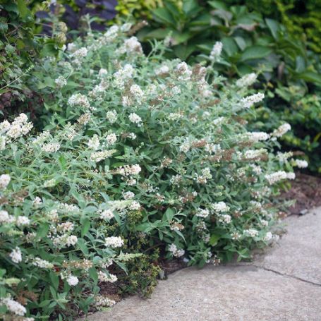 Picture of Lo & Behold® Ice Chip Buddleia Shrub