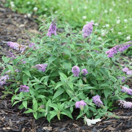 Picture of Lo & Behold® Lilac Chip Buddleia Shrub