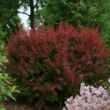 Picture of Sunjoy® Cinnamon Barberry