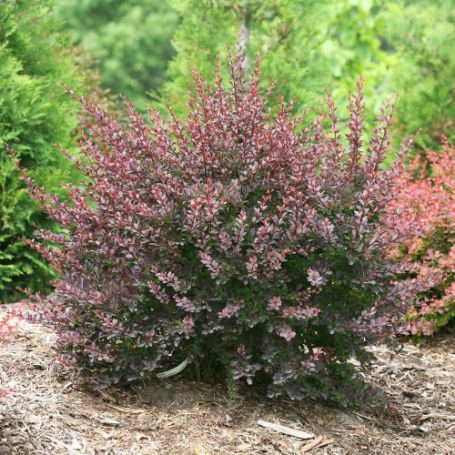 Picture of Sunjoy® Syrah Barberry