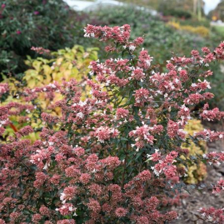 Picture of Ruby Anniversary® Abelia