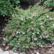 Picture of Pinky Bells® Abelia