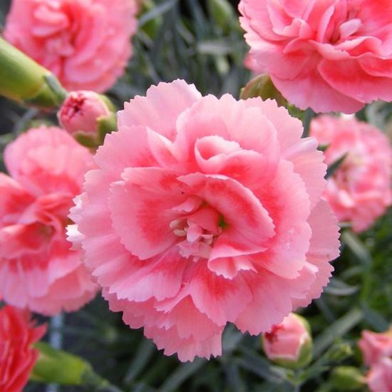 Picture of Scent First™ Romance Dianthus Plant