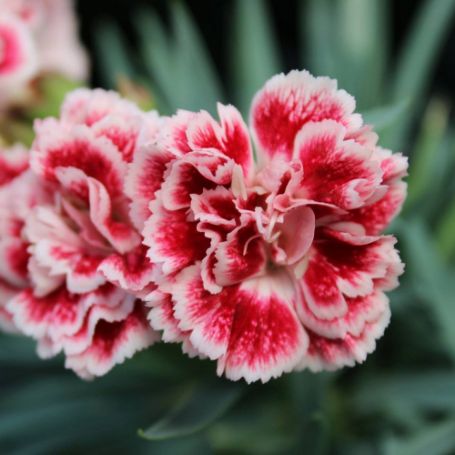 Picture of Scent First™ Sugar Plum Dianthus Plant