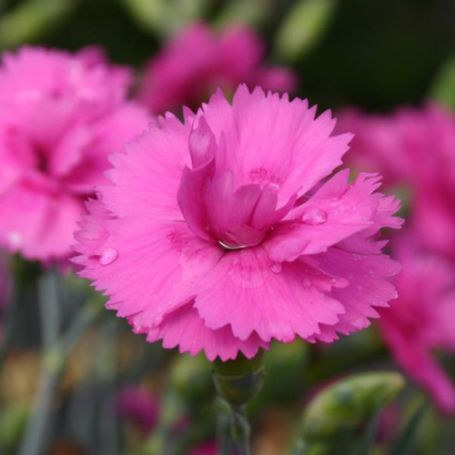 Picture of Scent First™ Tickled Pink Dianthus Plant