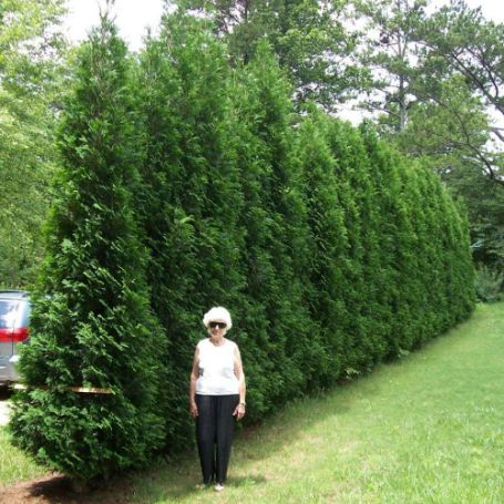 Picture of American Pillar Arborvitae Tree