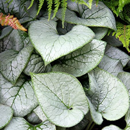 Picture of Looking Glass Brunnera Plant