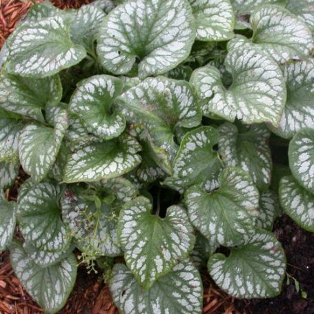 Picture of Emerald Mist Brunnera Plant