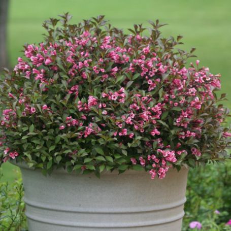 Picture of Fine Wine® Weigela Plant
