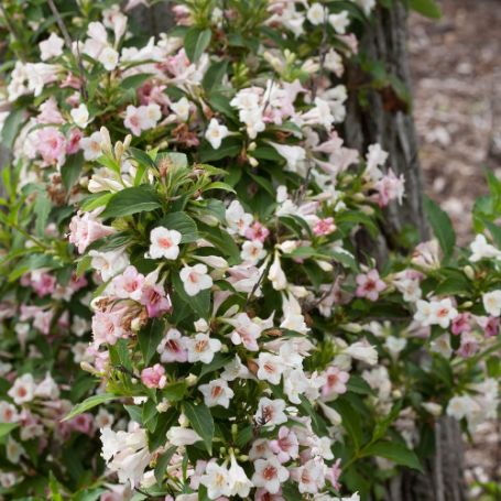 Picture of Sonic Bloom® Pearl Weigela Plant