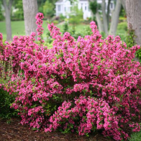 Picture of Sonic Bloom® Pink Weigela Plant